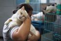 El Salvador Strays