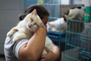 El Salvador Strays