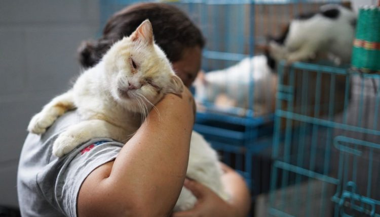 El Salvador Strays