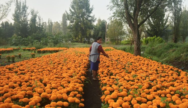APTOPIX Mexico Day of the Dead