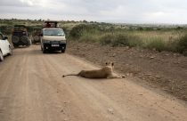 Kenya Urban Lions