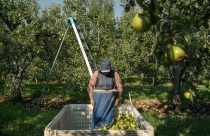 Climate Heat Farmworkers Pregnancy Takeaways