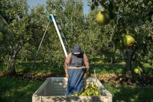 Climate Heat Farmworkers Pregnancy Takeaways