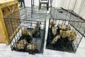 Somaliland Cheetah Rescue