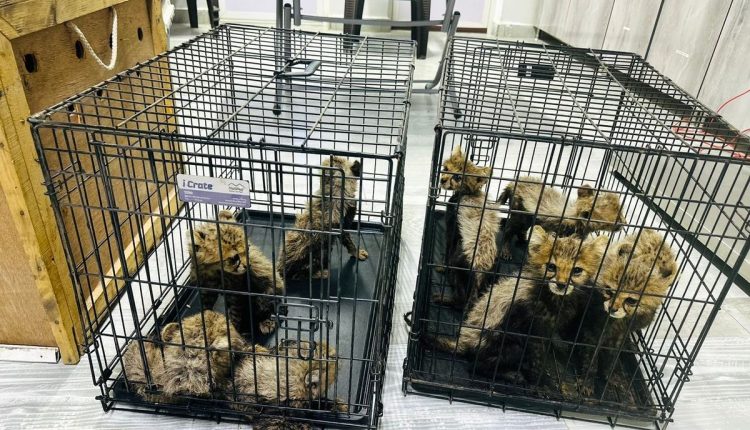 Somaliland Cheetah Rescue
