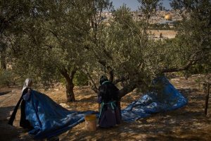 Mount of Olives Harvest