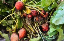 Gardening- Using Food Scraps