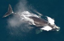 Right Whale Deaths