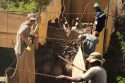 Mozambique Wildlife Relocation