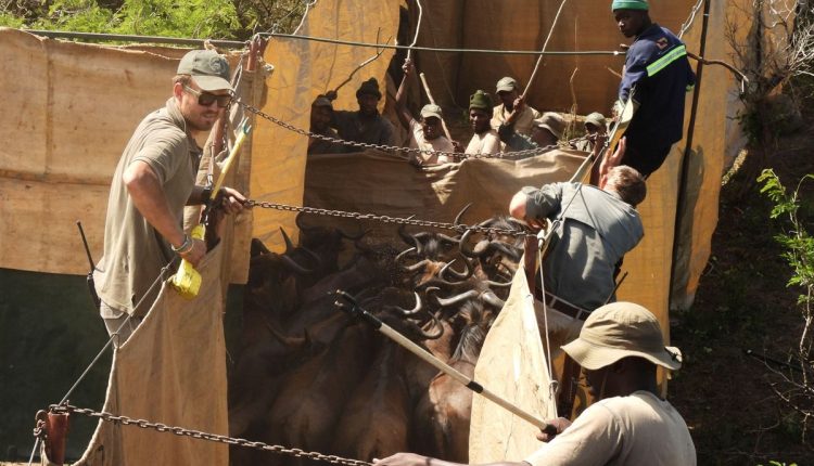 Mozambique Wildlife Relocation