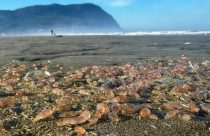 Washed-Up Sea Cucumbers