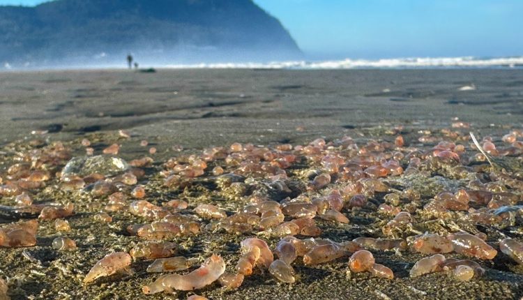Washed-Up Sea Cucumbers