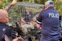 Animal Hoarding New York