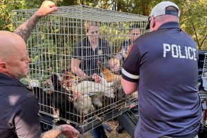 Animal Hoarding New York