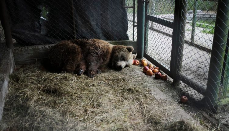 APTOPIX Argentina Stranded Animal Rescue