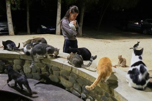 Cyprus Cats Overpopulation