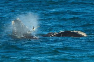 Argentina Southern Right Whale