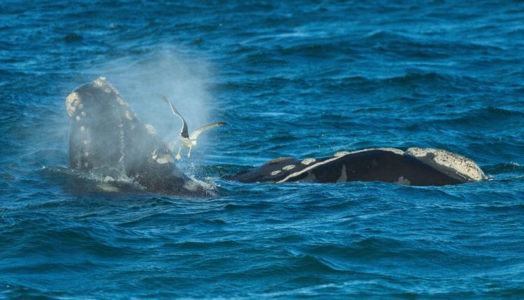 Argentina Southern Right Whale