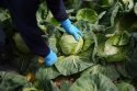 Climate Food Systems