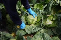 Climate Food Systems