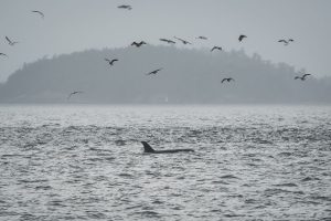 APTOPIX Climate Whale Acoustics