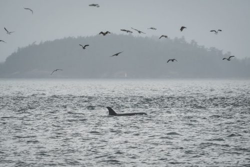 APTOPIX Climate Whale Acoustics