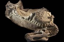 Dinosaur Mummies