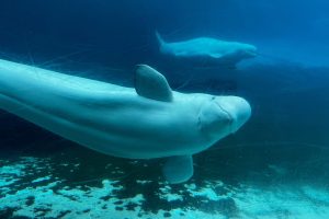 Canada Whales