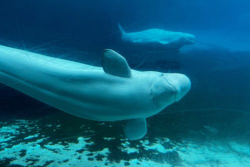 Canada Whales