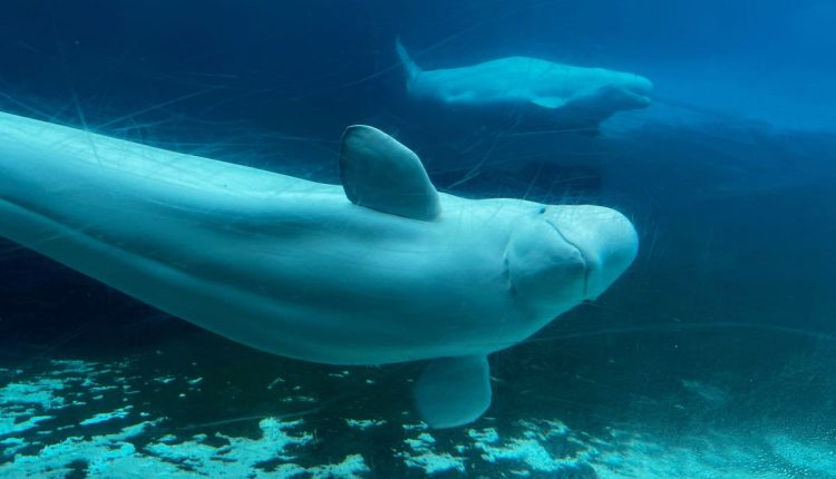 Canada Whales