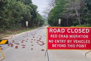 Australia Red Crabs