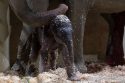 US Baby Elephant Columbus Zoo