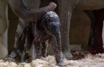 US Baby Elephant Columbus Zoo