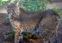 New bobcat Archer—PAWS photo