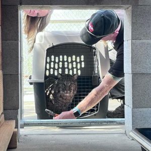 Bobcat Archer in crate arriving at PAWS—PAWS photo