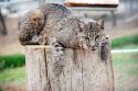 New bobcat Archer—PAWS photo