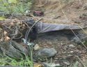 Illegal pot grow on public lands in Valley Spring -- CCSO photo