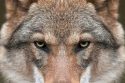 Gray wolf—CDFW photo