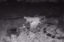 Mountain lion caught on video at a home in Phoenix Lake