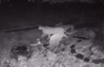 Mountain lion caught on video at a home in Phoenix Lake