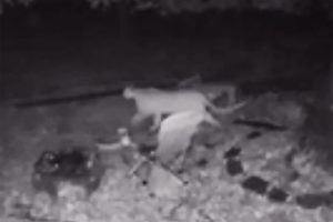 Mountain lion caught on video at a home in Phoenix Lake