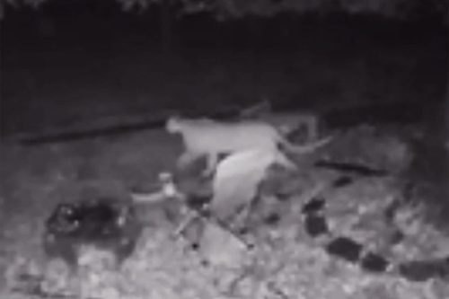 Mountain lion caught on video at a home in Phoenix Lake