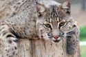 New bobcat Archer—PAWS photo
