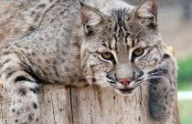 New bobcat Archer—PAWS photo