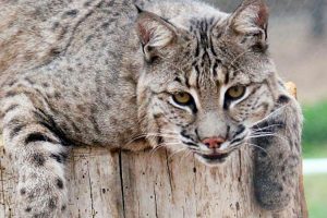 New bobcat Archer—PAWS photo