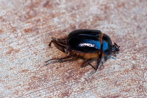 Rain Beetle by Richard Stovall