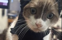 Feline recovering from neck injury finds bandages make a good Batman costume—TCAC photo