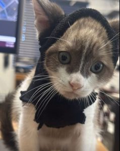 Feline recovering from neck injury finds bandages make a good Batman costume—TCAC photo