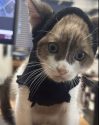 Feline recovering from neck injury finds bandages make a good Batman costume—TCAC photo