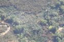 Illegal pot grow on public lands in Valley Spring -- CCSO photo